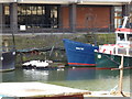 Bristol swans feeding