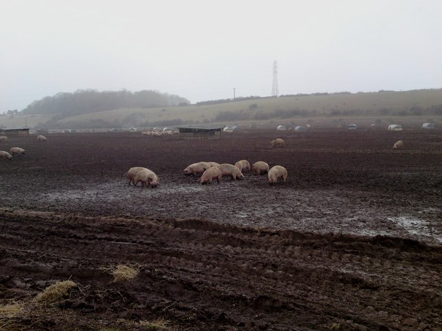 Free range pigs at Down Farm