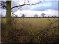 Sheep near Hazelhurst farm.