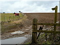 Field-edge footpath