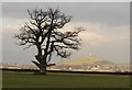 Oak near Butleigh Wootton