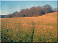 Public footpath to Grovehouse Coppice