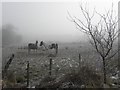 Horses in the fog, Ballinamullan