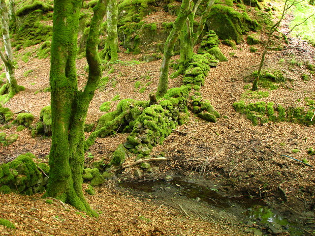 Mossy tree by stream
