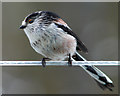 Long tailed Tit on a washing line