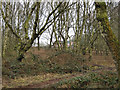 Church through the trees