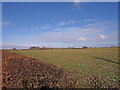 Hedge and Field