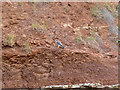 Peregrine falcon on cliffs west of Watchet