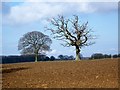 Plough, Abbotts Ann Down