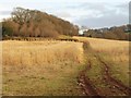 Field of miscanthus, Fry