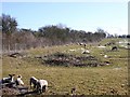 Sheep on Blue Lane Farm