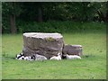 Sheep on the rocks, Low Matlock Lane, Loxley Valley, Sheffield - 1