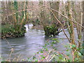 Confluence of the River Mole and Crooked oak