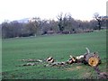 Fallen tree near Sutton Waldron