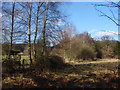 Fields near Mink farm