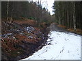NU0809 : Forest track,Thrunton Wood by brian clark