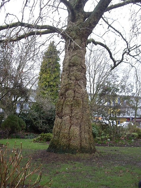 The unusual trunk of a tree in Palmerston Park