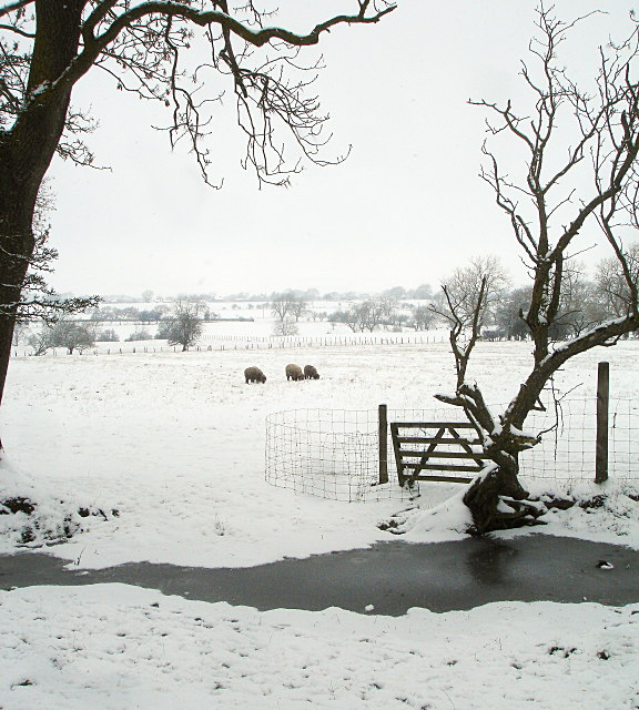 Sheep foraging in the snow