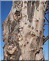 A Gnarled Tree Trunk