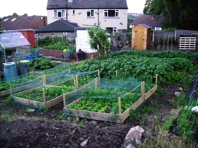 Plot 50 which I took over at Easter 2009
