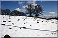 Ant hills in the snow