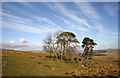 NX8186 : A small stand of trees on Skelston Moor by Walter Baxter