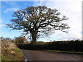 Isolated oak tree, on the road between Penstone and Hele