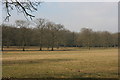 Scattered trees on the edge of Rye Wood