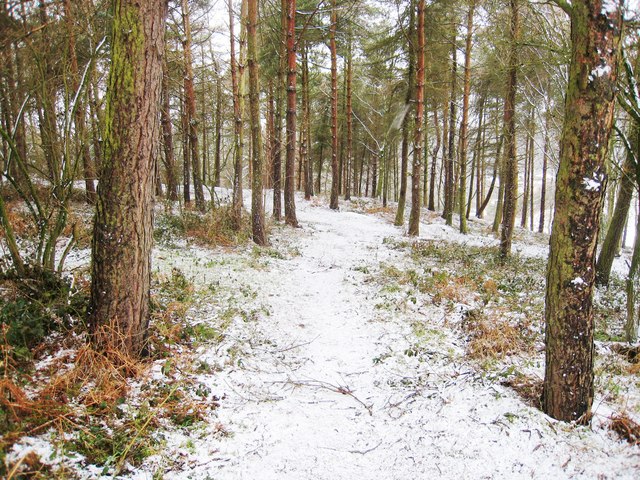 Forest track near Kilton Thorpe