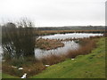 Pond in a field