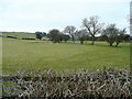 Pasture by the Sully Brook