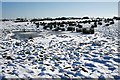 Frozen Bog