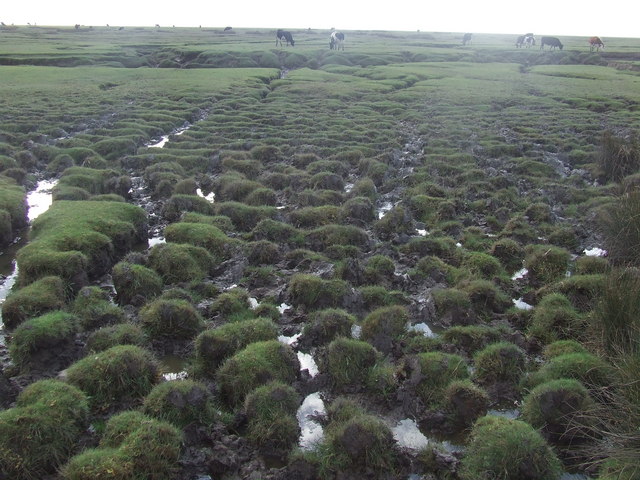 Coastal marsh near Sunderland point