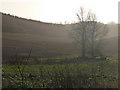 Valley behind Buriton Farm