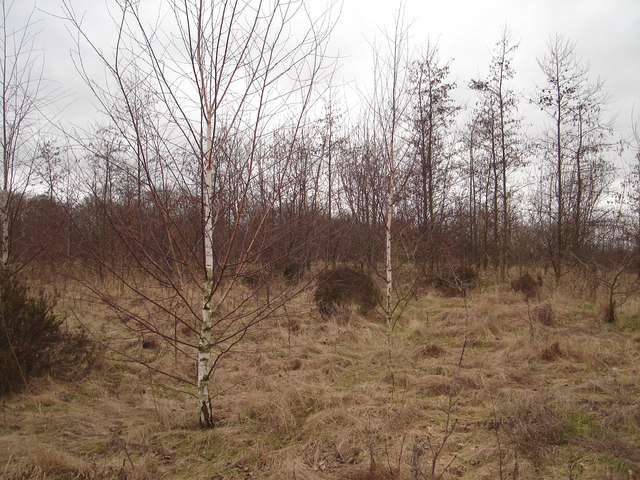 Former football pitch, now overgrown