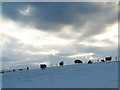 Sheep in snow, by Knockfarrel