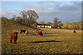 Cattle at Penpont