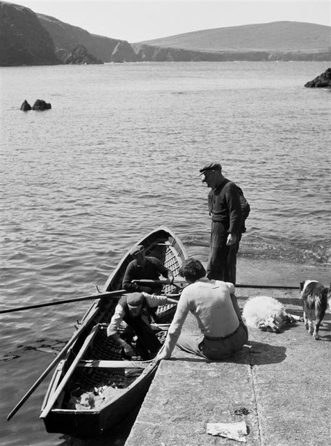 The sheep has landed. Dunquin Harbour - 1960