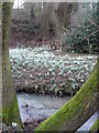 SJ5503 : Snowdrops around Coundmoor Brook by Marion Haworth
