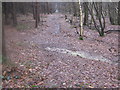 Track and bridleway junction in Apsley Wood