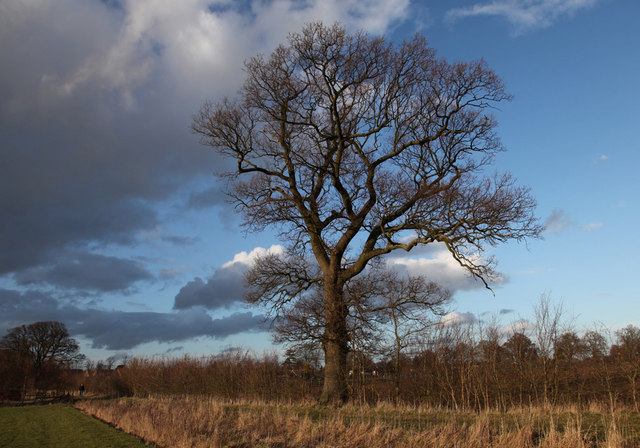 Oak tree, Leverstock Green