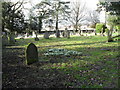 Snowdrops in Walberton Churchyard