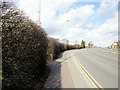 Malpas Road screening hedges, Newport