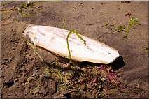 SZ3883 : Cuttlefish Bone on Beach at Brook Bay, Isle of Wight by Christine Matthews