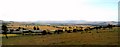 Panoramic view of the Cheviots above Ford Hill farm