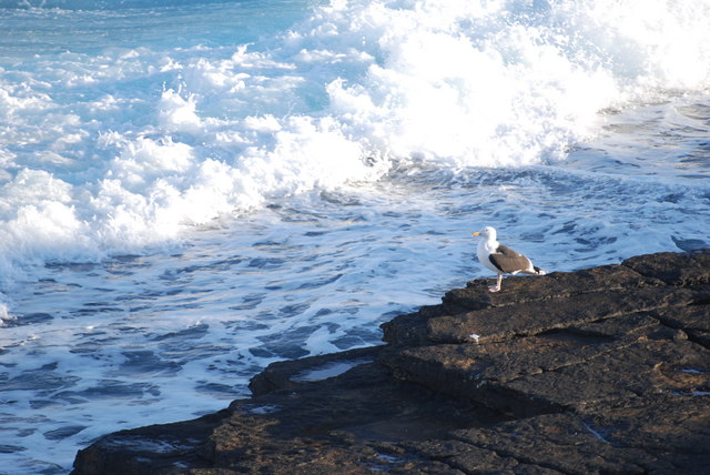 Gull and wave