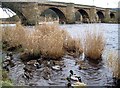NY9864 : Bridge over the River Tyne, Corbridge by Andrew Curtis