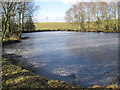 Secluded Pond at Cracrop Farm