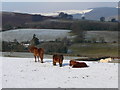 Snowy field above Rudry.