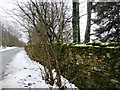 Moss-covered boundary wall